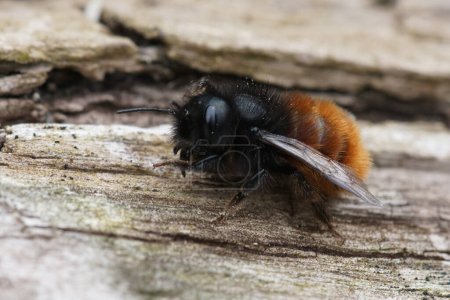 Téléchargez les photos : Gros plan naturel sur une orange colorée et noire femelle européenne orachard maçon abeille, Osdmia cornuta - en image libre de droit