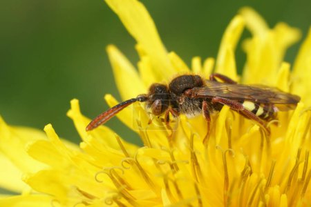 Foto de Primer plano colorido natural en una abeja de cuco solitario nómada de Panzer, Nomada panzeri en una flor de diente de león amarillo - Imagen libre de derechos