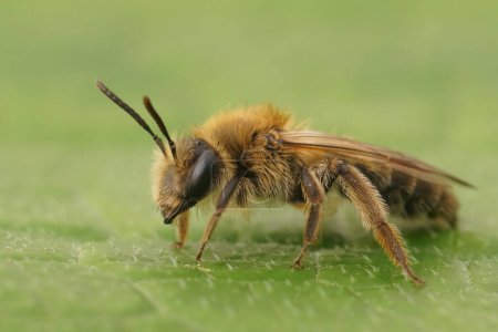 Photo for Natural closeup on a brown hairy female Mellow minder solitary bee, Andrena mtitis sitting on a green leaf - Royalty Free Image