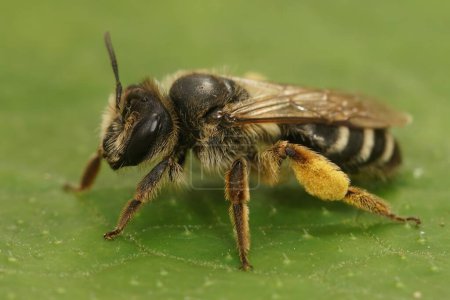 Gros plan détaillé sur une abeille minière femelle à pattes jaunes, Andrena flavipes assise sur une feuille verte