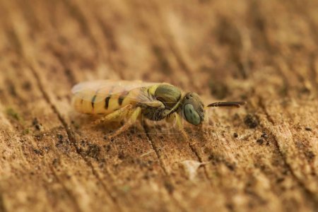 Gros plan naturel sur une petite abeille solitaire de steppe claire colorée rarement photographiée, Nomioides facilitis, assise sur du bois