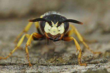 Photo for Natural detaled facial frontal close up of the head of a European beewolf, Philanthus triangulum on a piece of wood - Royalty Free Image
