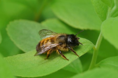 Téléchargez les photos : Gros plan naturel sur une abeille maçon rouge fraîche émergée, Osmua rufa assise sur une feuille verte - en image libre de droit