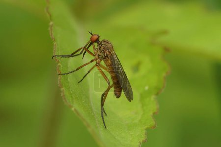 Téléchargez les photos : Gros plan naturel sur la mouche Empis livida assise sur une feuille verte - en image libre de droit