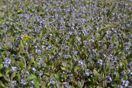Téléchargez les photos : Gros plan grand angle sur un agrégat de bleu clair Early Forget-me-not, Myosotis ramosissima une herbe annuelle flowerinbg - en image libre de droit
