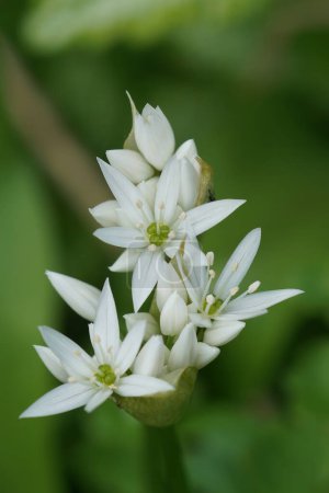 Photo for Vertical closeup on the white flower of the broad leaved garlic, Allium urisum - Royalty Free Image