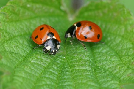 Natural colorful closeup on 2 brilliant red seven-spotted ladybirds, Coccinella septempunctata, sitting on a green leaf