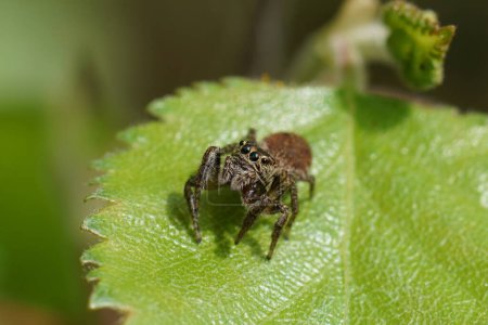 Photo for Natureal closeup on a small cute brown jumping spider, ndryphantes rudis - Royalty Free Image