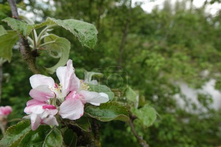 Foto de Ángulo ancho natural cerca de la flor blanca a rosa del cangrejo europeo o manzana del bosque, Malus sylvestris - Imagen libre de derechos