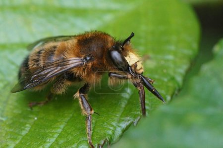 Natural closeup on a male fork-tailed flower bee, Anthophora furcata sitting on a green leaf cleaning it's long tongue