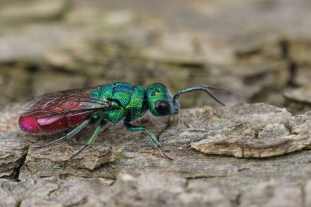 Photo for Natural closeup on the colorful metallic green to red Chrysula refulgens cuckoo jewel wasp sitting on wood - Royalty Free Image