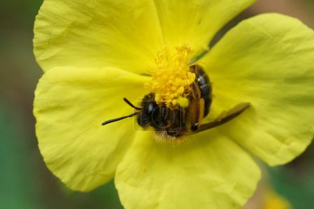 Foto de Primer plano natural sobre una abeja minera, Andrena sobre una rosa común amarilla, Helianthemum nummularium, flor - Imagen libre de derechos