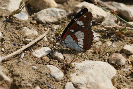 Téléchargez les photos : Gros plan naturel sur le papillon amiral blanc du sud, Limenitis reducta assis sur le sol - en image libre de droit