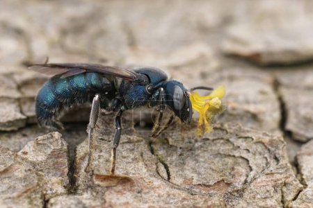 Photo for Detailed closeup on a metallic blue male Ceratina chalcites carpenter bee, with a remnant from an Orchid glued on his head - Royalty Free Image