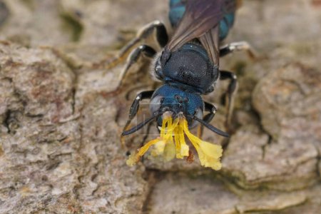 Photo for Detailed closeup on a metallic blue male Ceratina chalcites carpenter bee, with a remnant from an Orchid on his head - Royalty Free Image