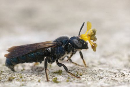 Photo for Detailed closeup on a metallic blue male Ceratina chalcites carpenter bee, with a remnant from an Orchid on his head - Royalty Free Image