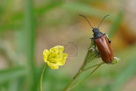 Photo for Natural closeup on a Mediterranean brown colored comb-clawed beetle , Omophlus lepturoides sitting on top of a plant - Royalty Free Image