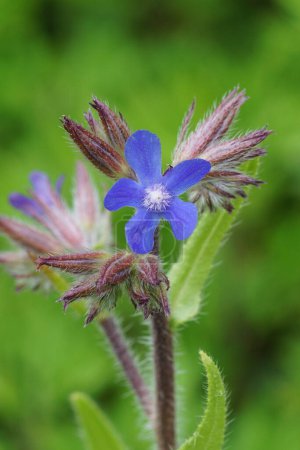 Foto de Primer plano colorido natural en la brillante flor azul de la flor silvestre bugloss italiana, Anchusa azurea - Imagen libre de derechos