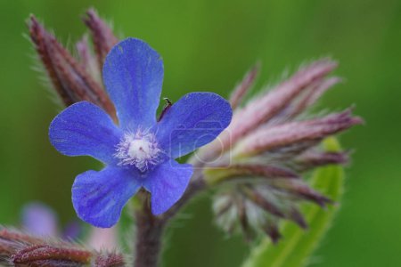 Foto de Primer plano colorido natural en la brillante flor azul de la flor silvestre bugloss italiana, Anchusa azurea - Imagen libre de derechos