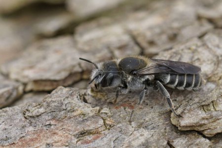 Téléchargez les photos : Gros plan naturel détaillé sur le Bugloss Mason Bee de la Vipère, Hpolitis adunca, assis sur du bois - en image libre de droit