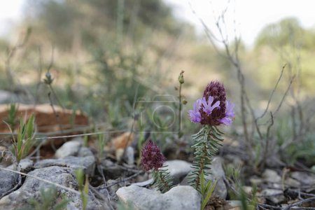 Photo for Wide angle natural closeup on the purple flowering Montpelier Coris monspeliensis in the Mediterranean - Royalty Free Image