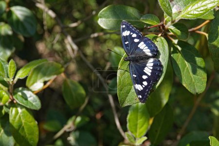 Photo for Natural closeup on the southern white admiral butterfly, Limenitis reducta sitting in vegetation with spread wings - Royalty Free Image