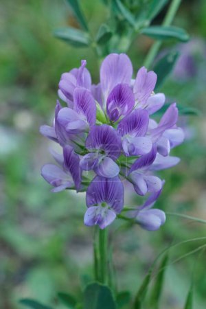 Foto de Natural de cerca sobre una flor azul de alfalfa, alfalfa, Medicago sativa sobre un fondo verde - Imagen libre de derechos