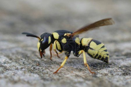 Detailed closeup on a colorful yellow and black potter wasp, Euodynerus dantici sitting on wood