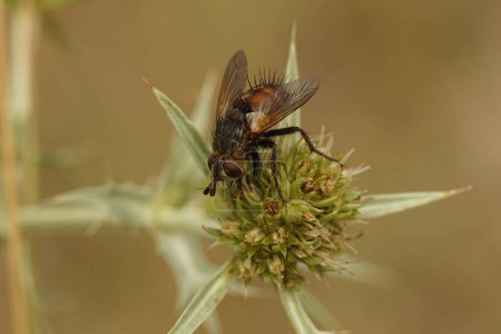 Téléchargez les photos : Gros plan naturel d'une rare mouche tachinide, Peleteria rubescens, sur une fleur d'Eryngium campestre - en image libre de droit