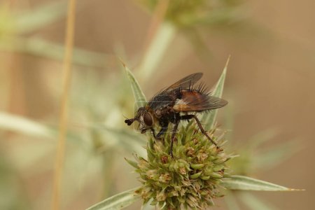 Téléchargez les photos : Gros plan naturel d'une rare mouche tachinide, Peleteria rubescens, sur une fleur d'Eryngium campestre - en image libre de droit