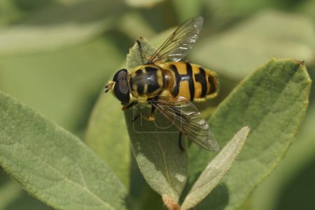 Téléchargez les photos : Gros plan naturel sur l'hoverfly Batman ou Deadhead, Myathropa florea assis sur une feuille verte - en image libre de droit