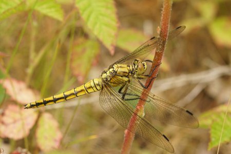 Photo for Natural closeup on a black tailed skimmer dragonfly, Orthetrum cancellatum hanging in the vegetation - Royalty Free Image