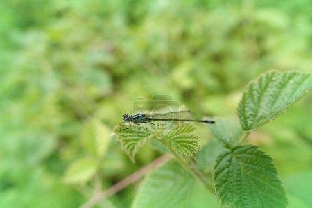 Foto de Primer plano natural en una mosca común de cola azul, Ischnura elegans sentado sobre una hoja verde - Imagen libre de derechos
