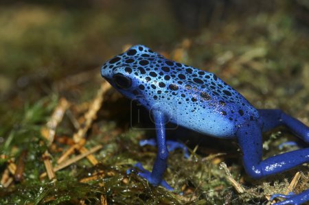 Foto de Primeros planos detallados sobre un llamativo veneno teñido de color azul FrogDendrobates azureus, tinctorius sentado sobre musgo - Imagen libre de derechos