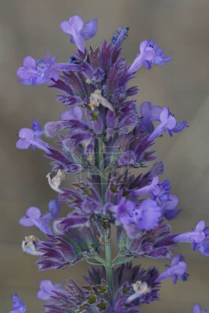 Photo for Natural colorful closeup on the blue flowers of the Catnip plant, Nepeta cataria - Royalty Free Image