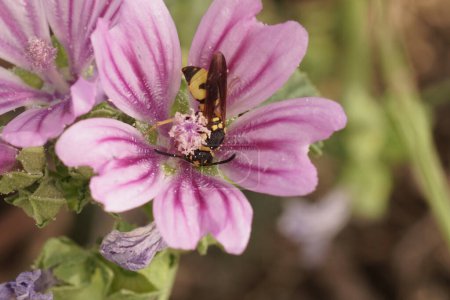 Foto de Colorido primer plano natural en una avispa Euodynerus dantici de color amarillo mediterráneo, en una flor de malva rosa ot púrpura, Malva - Imagen libre de derechos