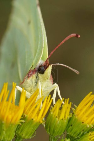 Natürliche vertikale Nahaufnahme eines Schwefelfalters, Gonepteryx rhamni sitzt mit geschlossenen Flügeln auf einer gelben Rapunzelblüte