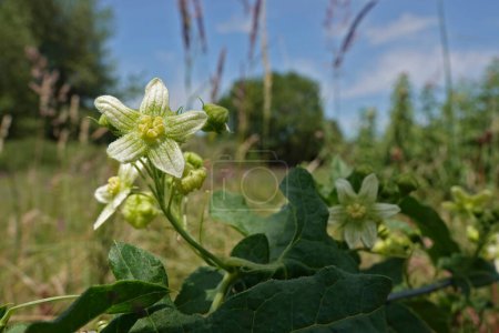 Téléchargez les photos : Gros plan naturel grand angle sur une bryonie blanche à fleurs vertes, Bryonia dioica, la plante hôte d'Andrena florea - en image libre de droit