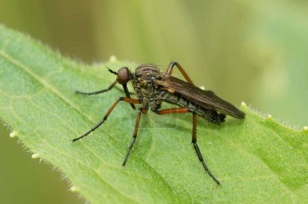Téléchargez les photos : Gros plan naturel sur une mouche à naseux commune, Empis opaca, assise sur une feuille verte - en image libre de droit