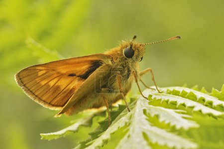 Téléchargez les photos : Gros plan naturel sur un grand papillon européen, Ochlodes sylvanus assis sur une feuille verte dans le champ - en image libre de droit