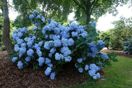 Photo for Natural closeup on a large colorful blue French, hortensia,Hydrangea macrophylla, shrub in the park - Royalty Free Image