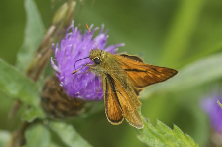 Téléchargez les photos : Gros plan naturel sur un grand papillon européen, Ochlodes sylvanus - en image libre de droit