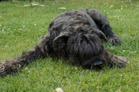 Foto de Primer plano natural de un perro negro peludo Bouvier de Flandres descansando sobre la hierba - Imagen libre de derechos