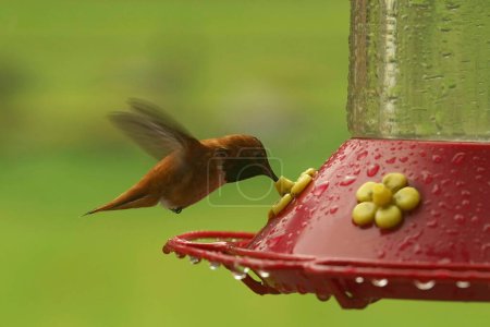 Photo for Natural closeup of a Rufous hummingbird, Selasphorus Rufus, drinking from the feeder in Northern Oregon - Royalty Free Image