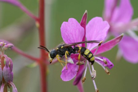 Photo for Natural closeup on an wasp, ornate tailed, digger wasp , Cerceris rybyensis in a purple Fireweed flower - Royalty Free Image