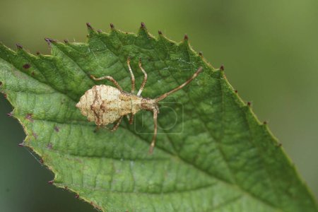 Photo for Natural closeup on an instar, nymph of the Dock bug, Coreus marginatus - Royalty Free Image