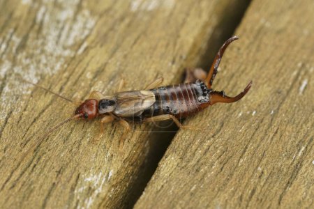 Natural detailed closeup on an adulty colored European common earwig, Forficula auricularia, sitting on wood