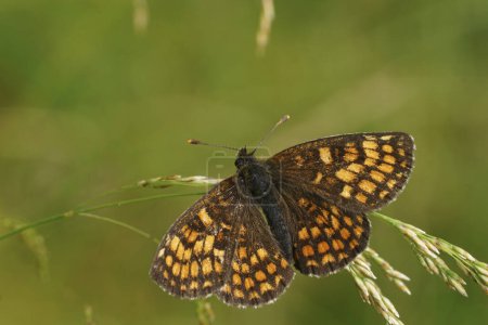 Photo for Natural closeup on a Heath Fritillary butterfly , Melitaea athalia, with open wings on a grass straw - Royalty Free Image