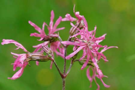 Photo for Natural closeup on the beautiful pink ragged-robin, Silene flos-cuculi, flower against a green background - Royalty Free Image