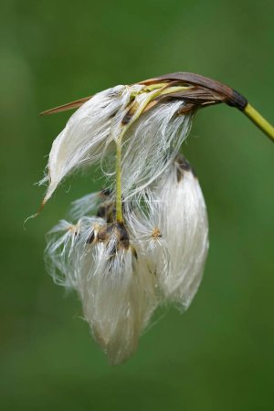 Photo for Natural vertical closeup on fruits and seeds of the Broad-leaved Cottongrass, Eriophorum latifolium - Royalty Free Image